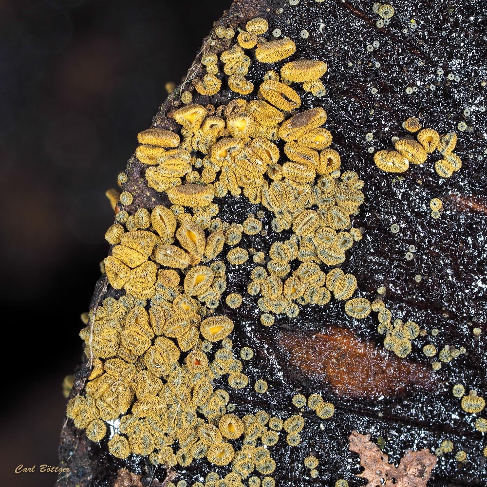 Wachsgelbes Haarbecherchen (Neodasyscypha cerina)