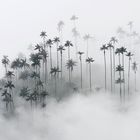 Wachspalmen aus dem Nebelwald von Kolumbien