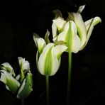 Wachstum oder Familie Tulpe