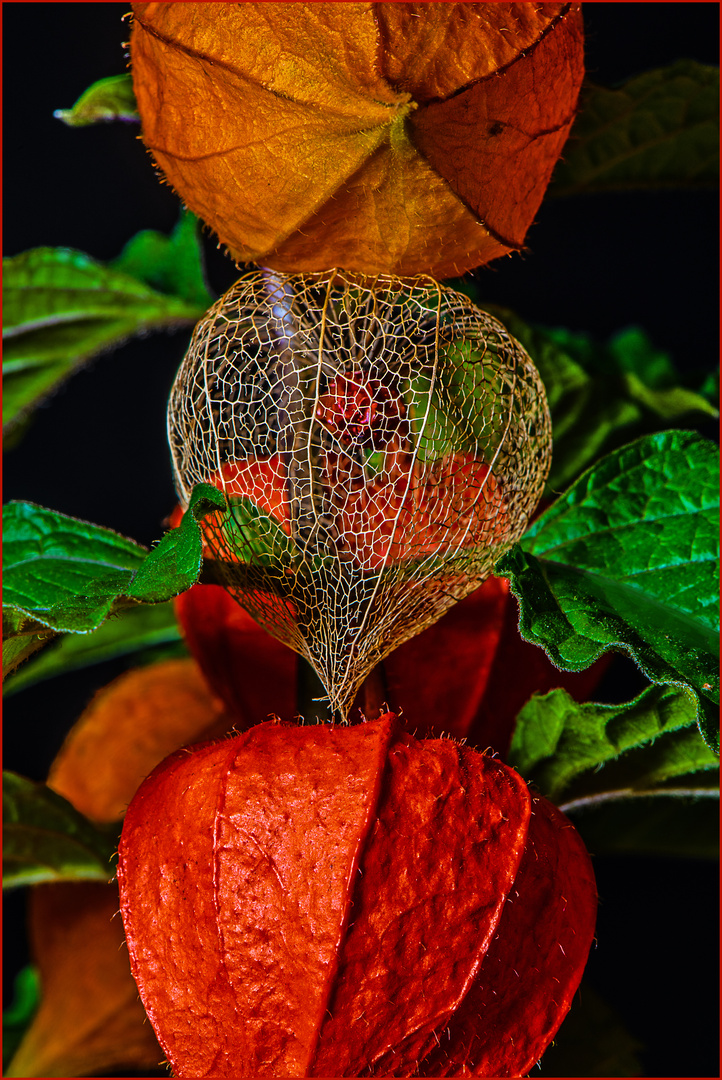 Wachstumsphasen, Physalis