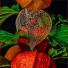 Wachstumsphasen, Physalis