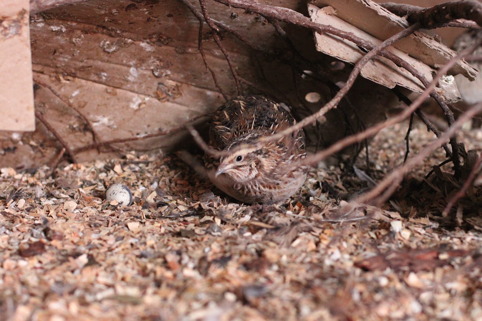 Wachtel, Quail