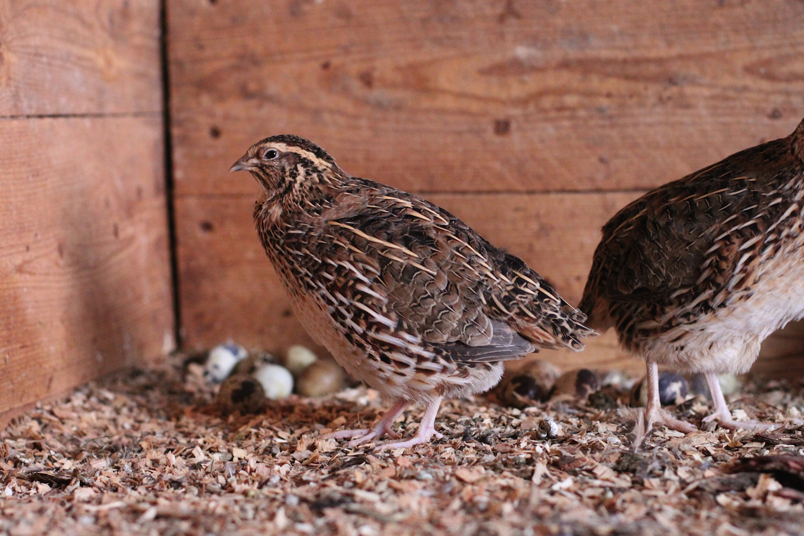 Wachtel, Quail