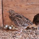 Wachtel, Quail