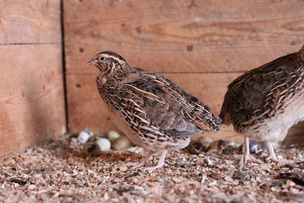 Wachtel, Quail Foto & Bild | tiere, wachtel, wachteln Bilder auf