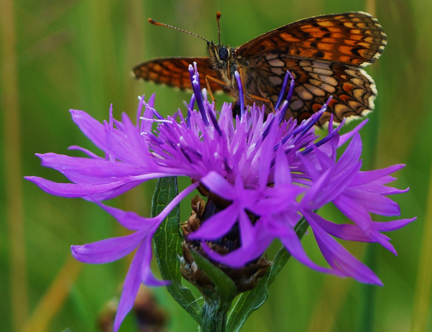 Wachtel-Weizen-Scheckenfalter, Melitaea athalia