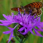 Wachtel-Weizen-Scheckenfalter, Melitaea athalia