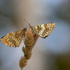 Wachtelweizen Scheckenfalter