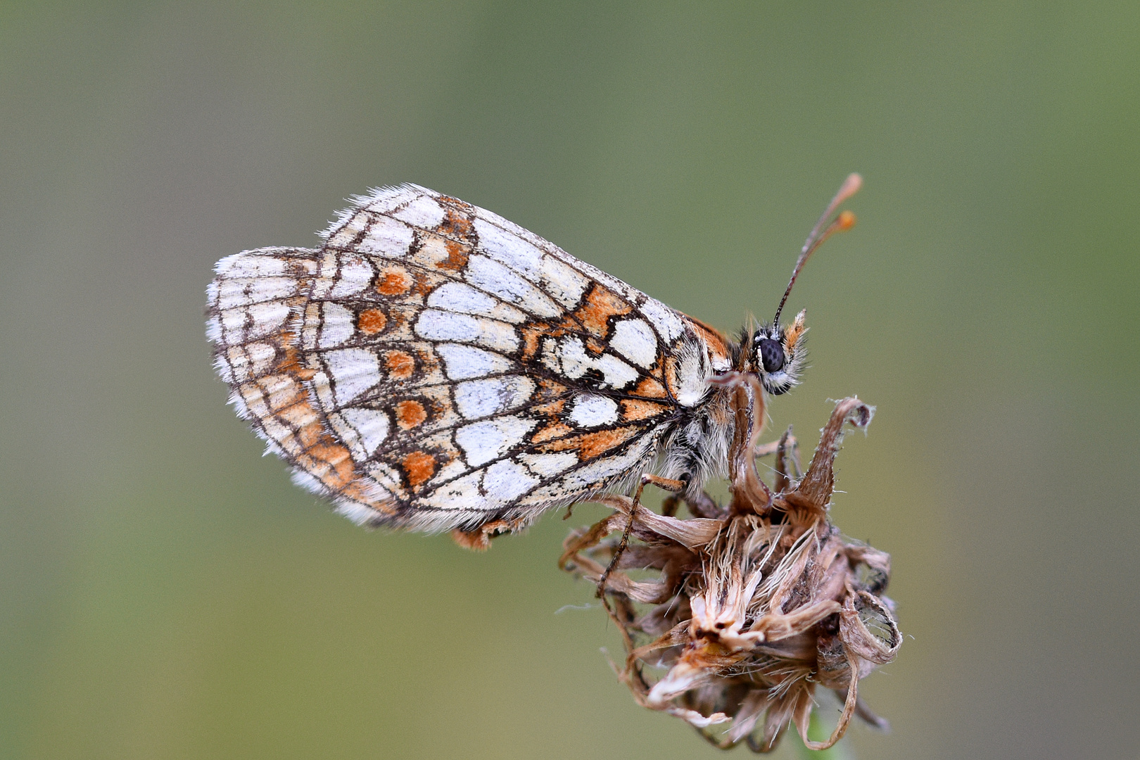 Wachtelweizen-Scheckenfalter (Melitaea athalia)