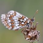 Wachtelweizen-Scheckenfalter (Melitaea athalia)