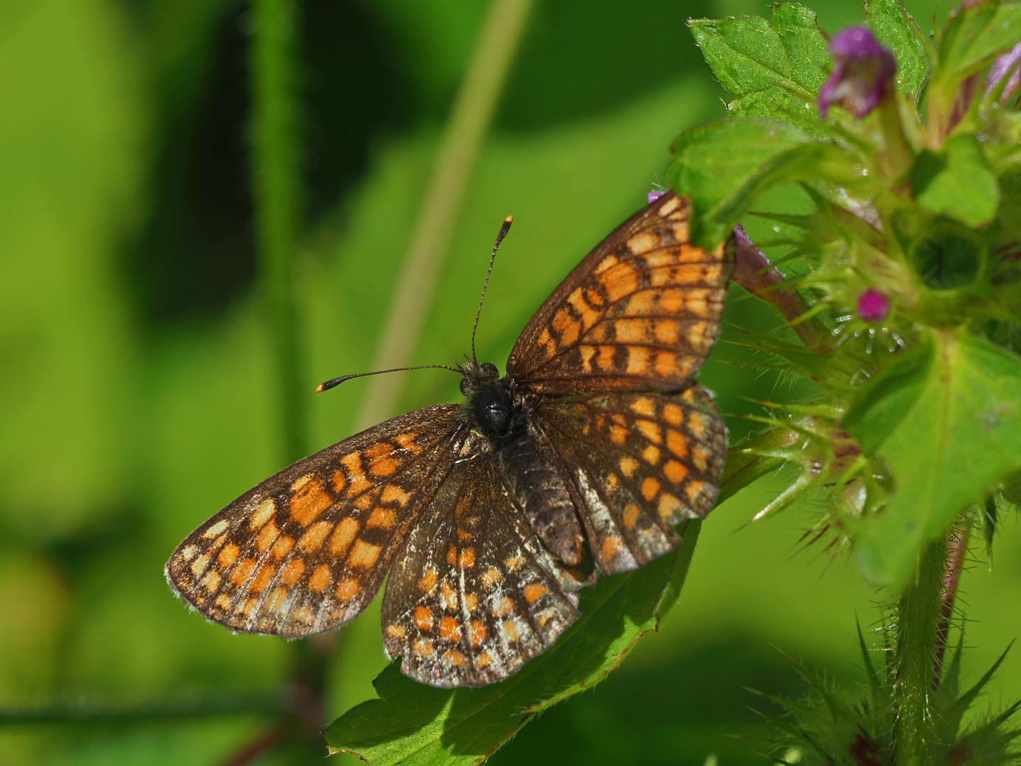 Wachtelweizen-Scheckenfalter (Melitaea athalia)