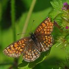 Wachtelweizen-Scheckenfalter (Melitaea athalia)