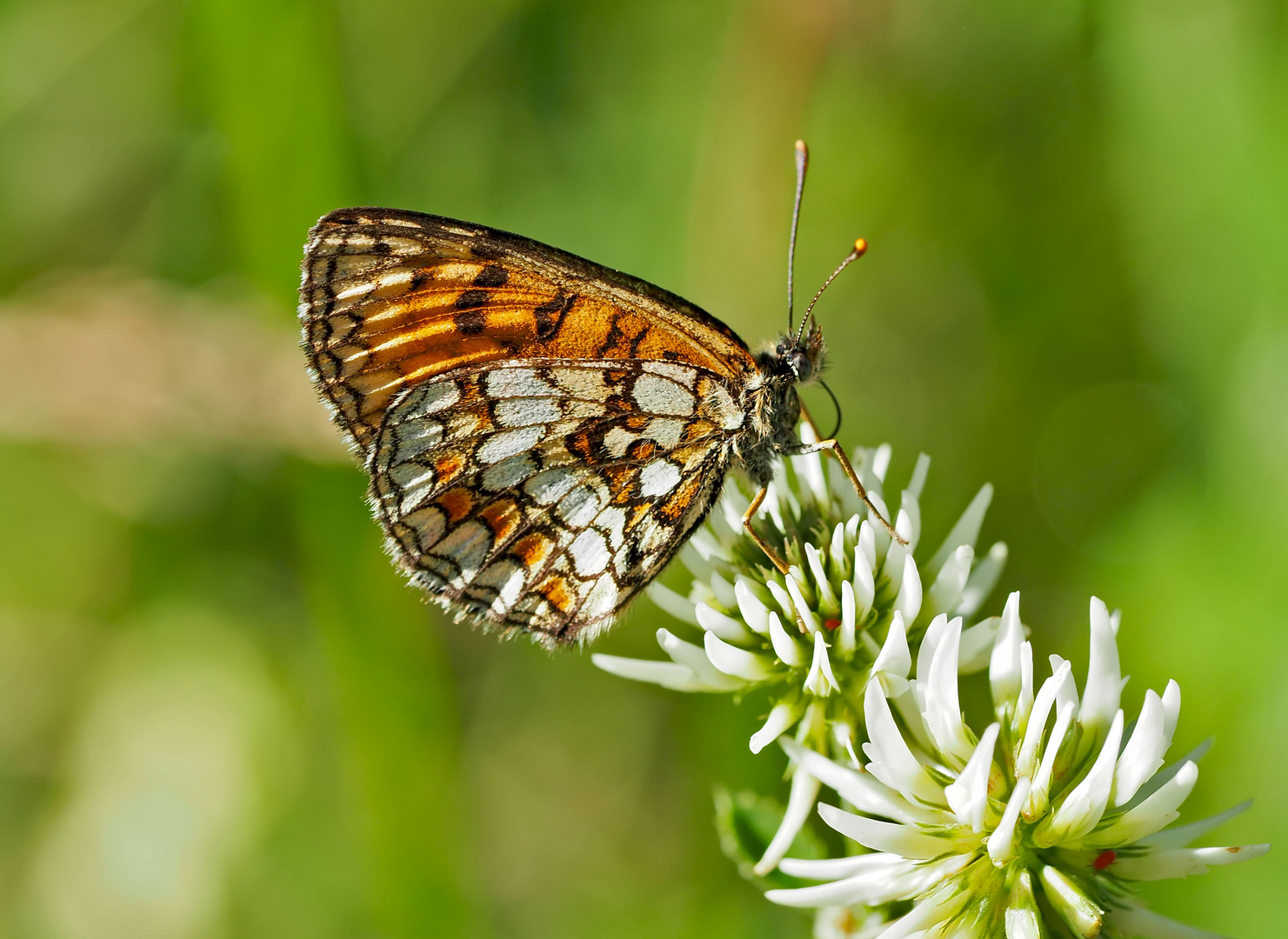 Wachtelweizen-Scheckenfalter (Melitaea athalia) (1) - Une petite beauté sur un trèfle blanc ...