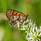 Wachtelweizen-Scheckenfalter (Melitaea athalia) (1) - Une petite beauté sur un trèfle blanc ...