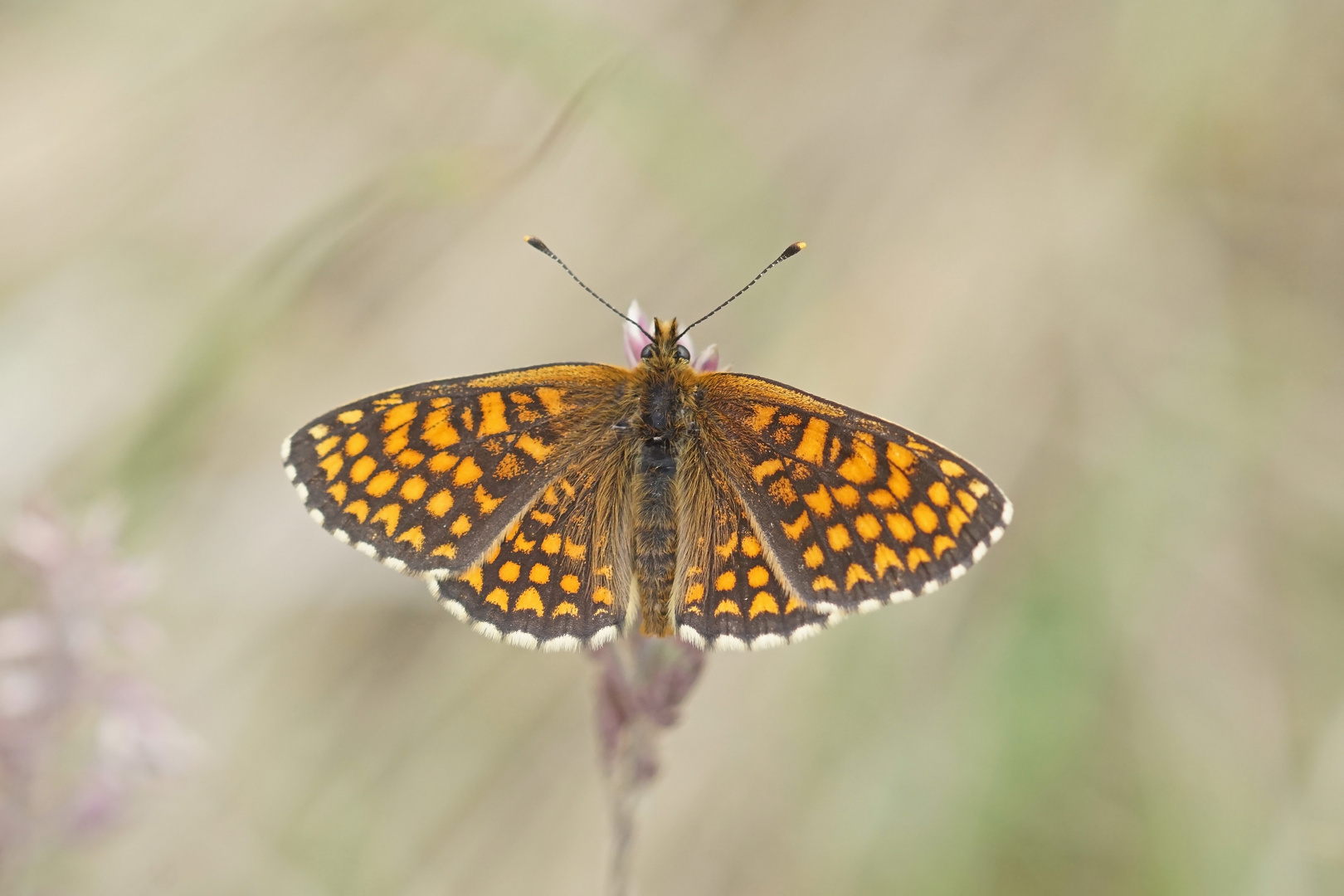 Wachtelweizen-Scheckenfalter (Melitaea athalia)