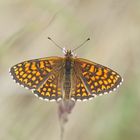 Wachtelweizen-Scheckenfalter (Melitaea athalia)