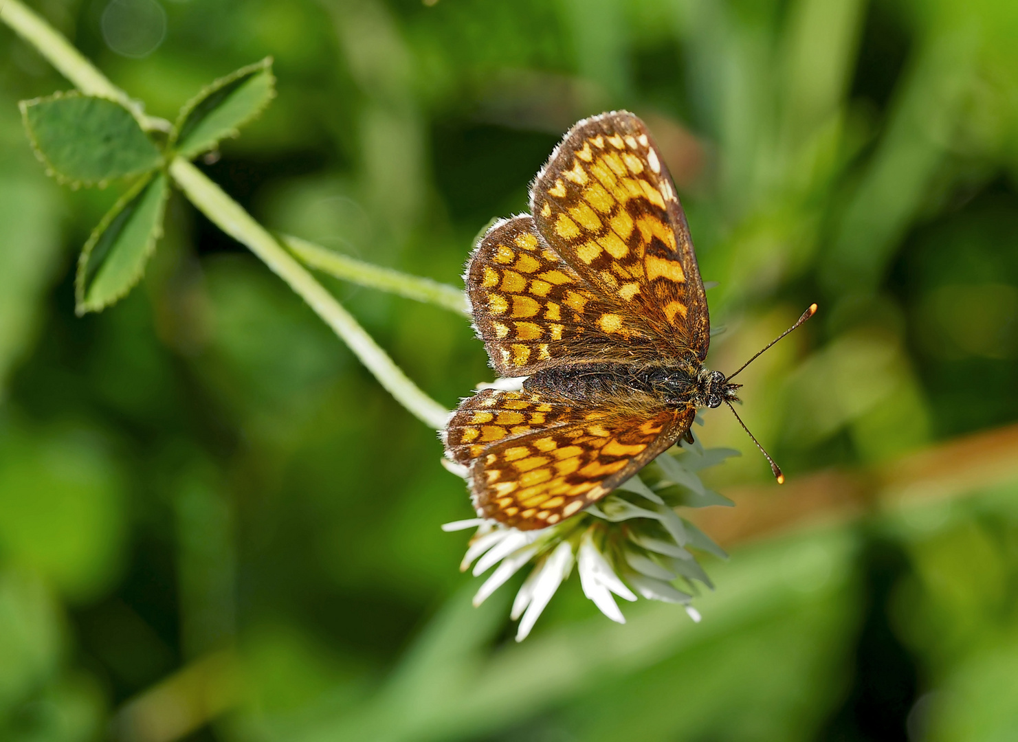 Wachtelweizen-Scheckenfalter (Melitaea athalia) (2) - Une petite beauté sur un trèfle blanc ...