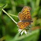 Wachtelweizen-Scheckenfalter (Melitaea athalia) (2) - Une petite beauté sur un trèfle blanc ...