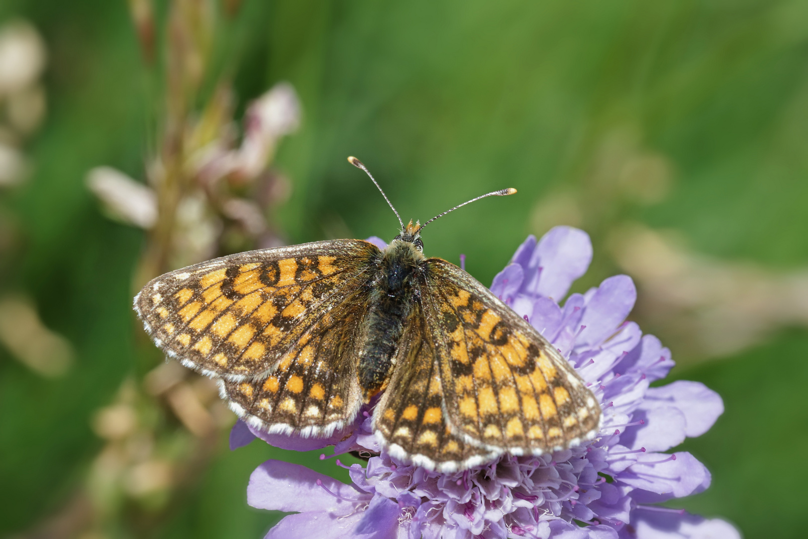 Wachtelweizen-Scheckenfalter, Melitaea athalia (2018_06_03_EOS 6D Mark II_3958_ji)