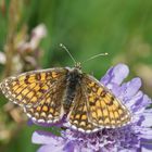 Wachtelweizen-Scheckenfalter, Melitaea athalia (2018_06_03_EOS 6D Mark II_3958_ji)