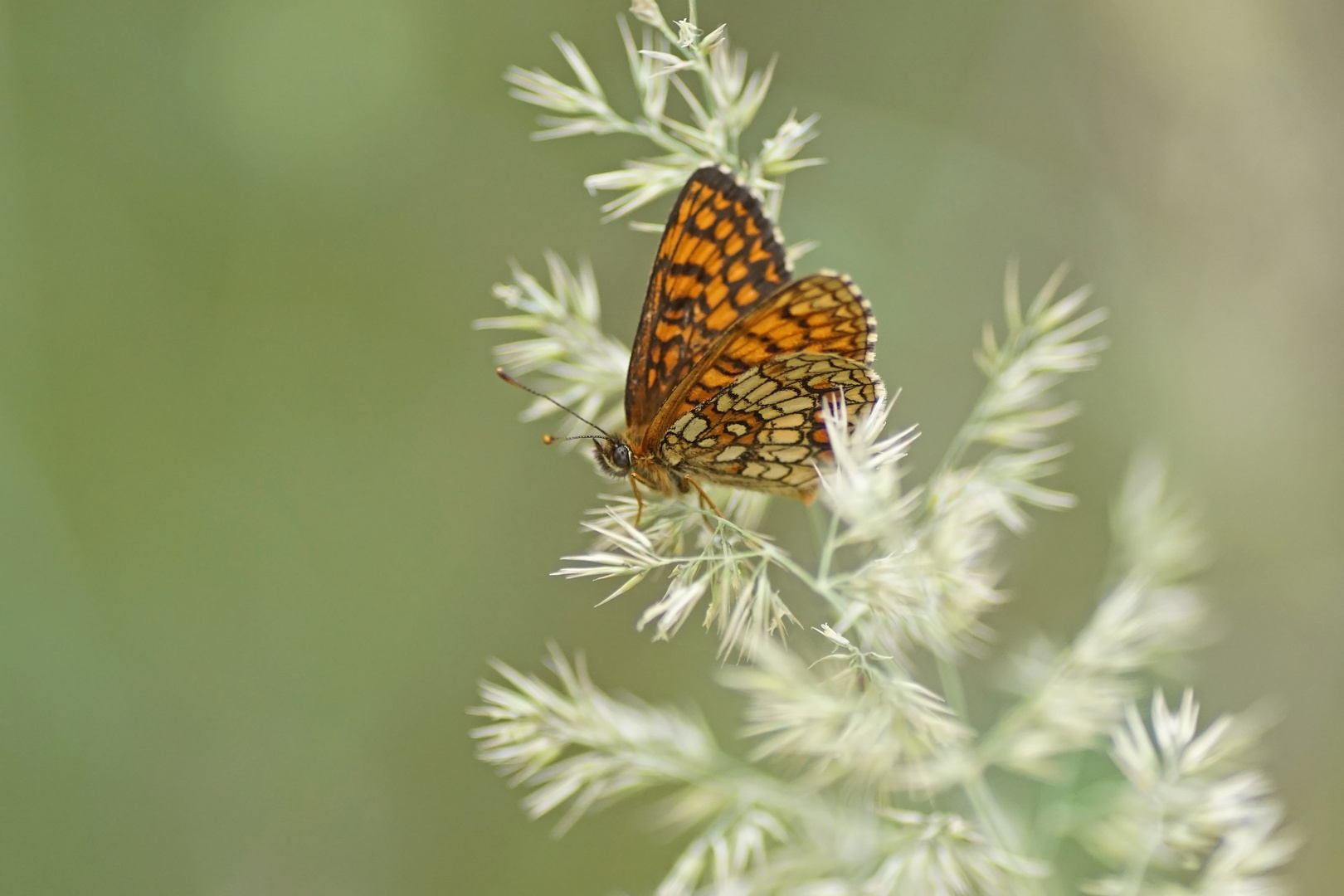 Wachtelweizen-Scheckenfalter (Melitaea athalia)