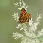 Wachtelweizen-Scheckenfalter (Melitaea athalia)