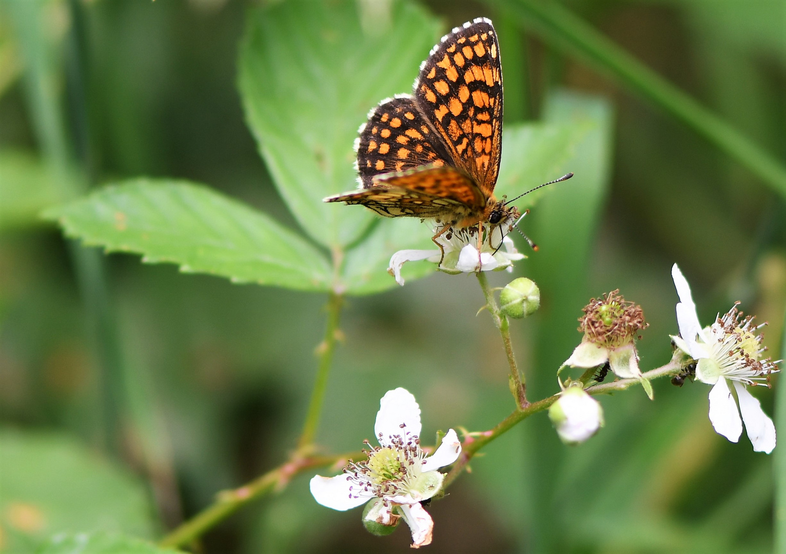 Wachtelweizen-Scheckenfalter (Melitaea athalia)