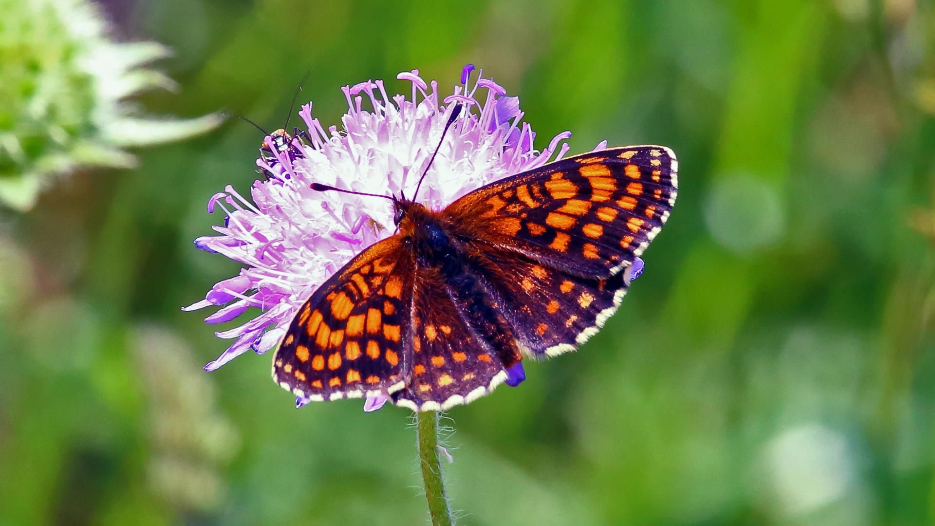 Wachtelweizen-scheckenfalter- Melitaea athalia