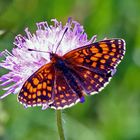 Wachtelweizen-scheckenfalter- Melitaea athalia