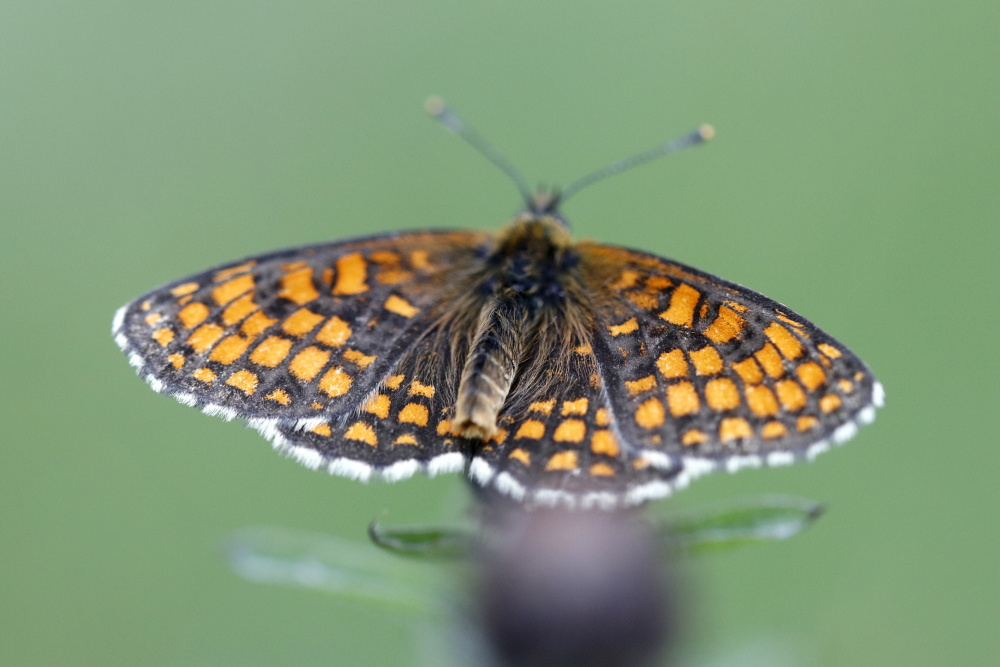 Wachtelweizen Scheckenfalter (Melitaea athalia)