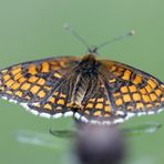 Wachtelweizen Scheckenfalter (Melitaea athalia)