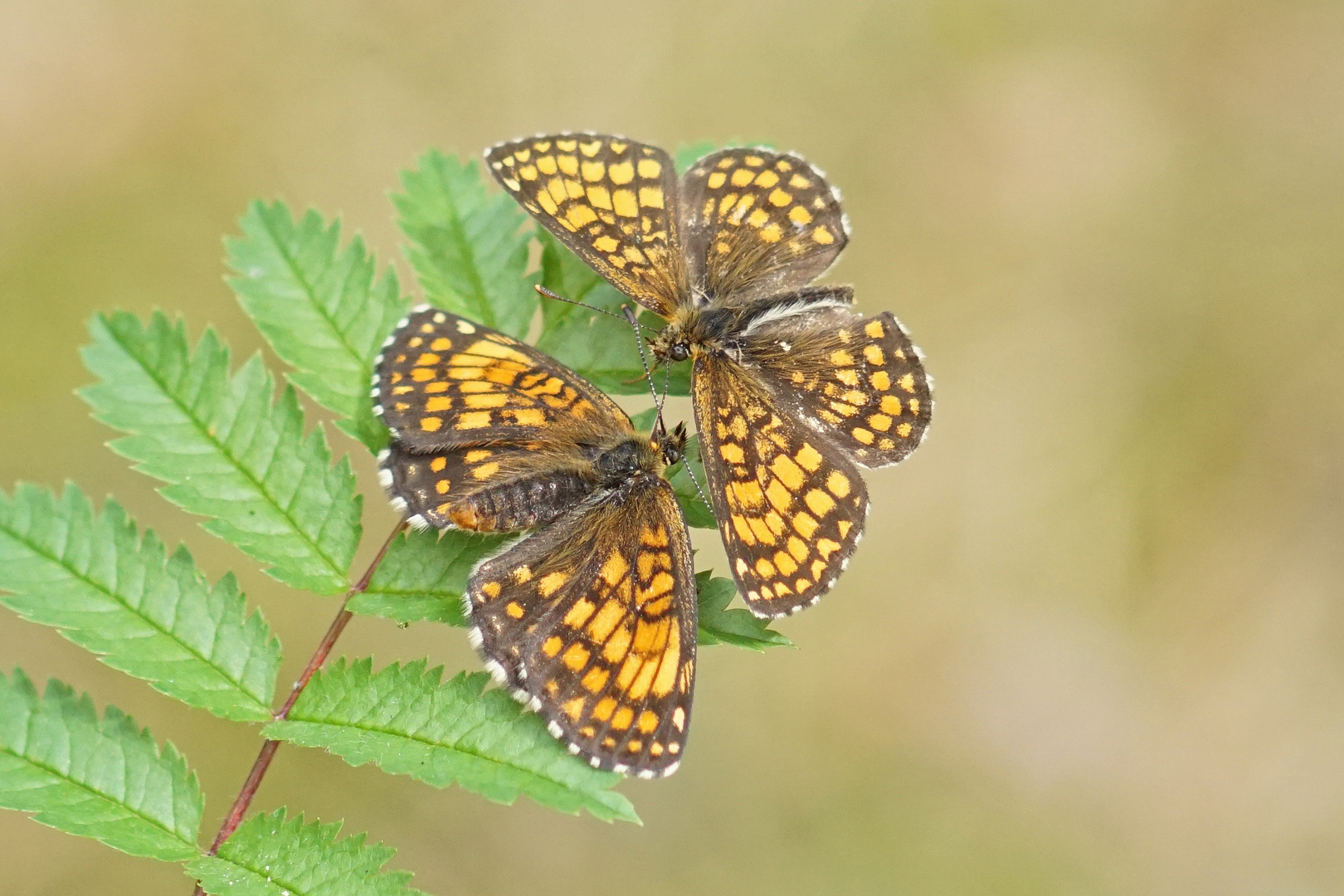 Wachtelweizen-Scheckenfalter (Melitaea athalia)