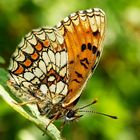 Wachtelweizen-Scheckenfalter (Melitaea athalia)