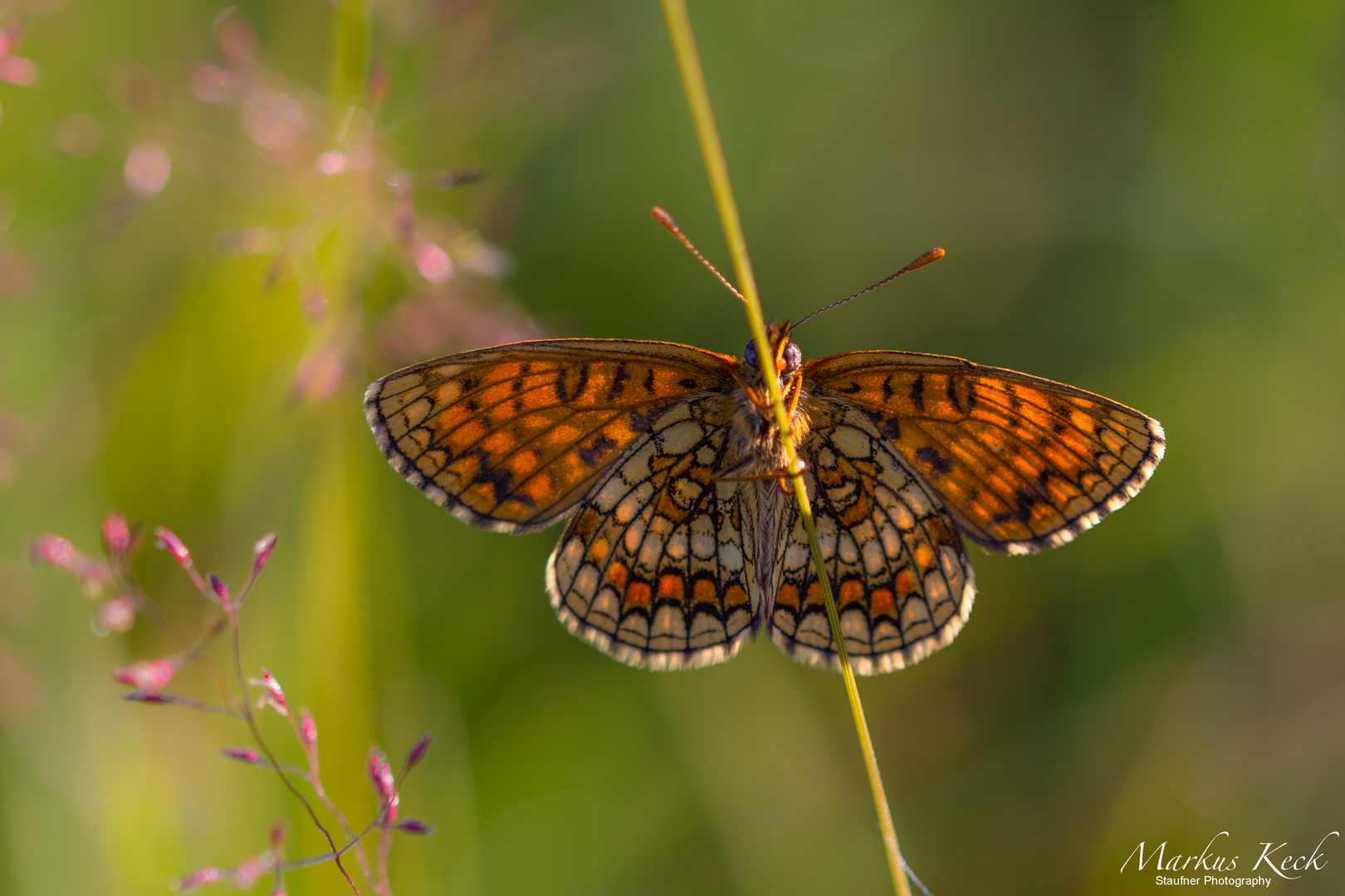 Wachtelweizen-Scheckenfalter (Melitaea athalia)