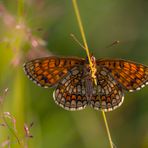 Wachtelweizen-Scheckenfalter (Melitaea athalia)