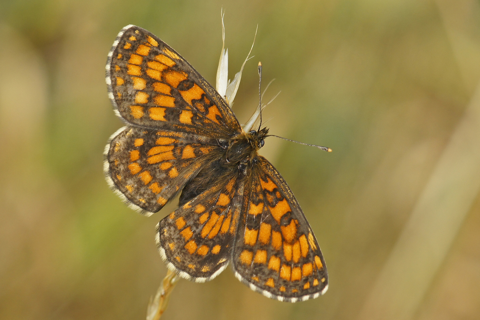 Wachtelweizen-Scheckenfalter (Melitaea athalia)