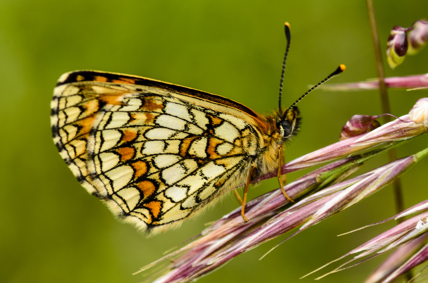 Wachtelweizen-Scheckenfalter (Melitaea athalia)