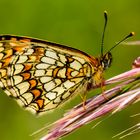 Wachtelweizen-Scheckenfalter (Melitaea athalia)