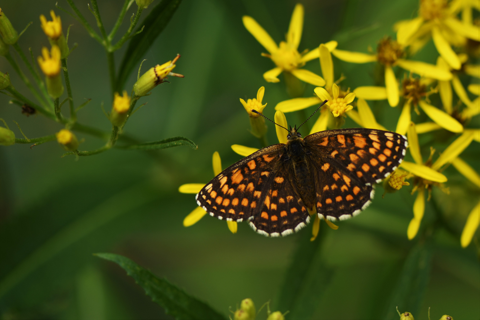 Wachtelweizen- Scheckenfalter (Melitaea athalia)