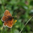 ?? Wachtelweizen-Scheckenfalter (Melitaea athalia) ??