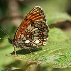 Wachtelweizen-Scheckenfalter (Melitaea athalia)