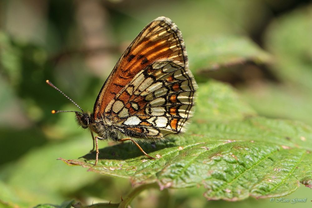 Wachtelweizen-Scheckenfalter (Melitaea athalia)