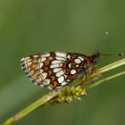 Wachtelweizen-Scheckenfalter (Melitaea athalia)