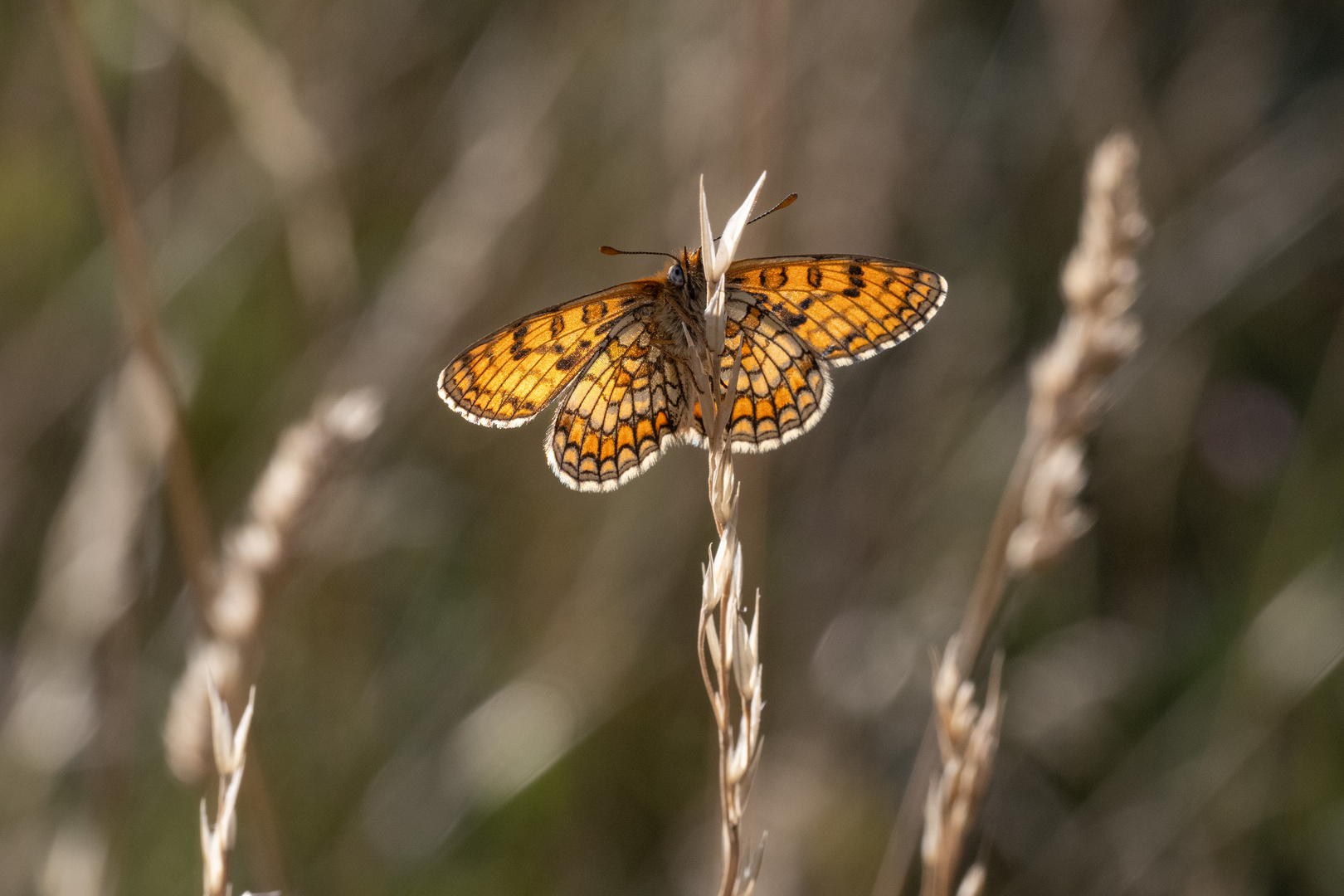 Wachtelweizen-Scheckenfalter (Melitaea athalia)