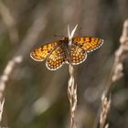 Wachtelweizen-Scheckenfalter (Melitaea athalia)