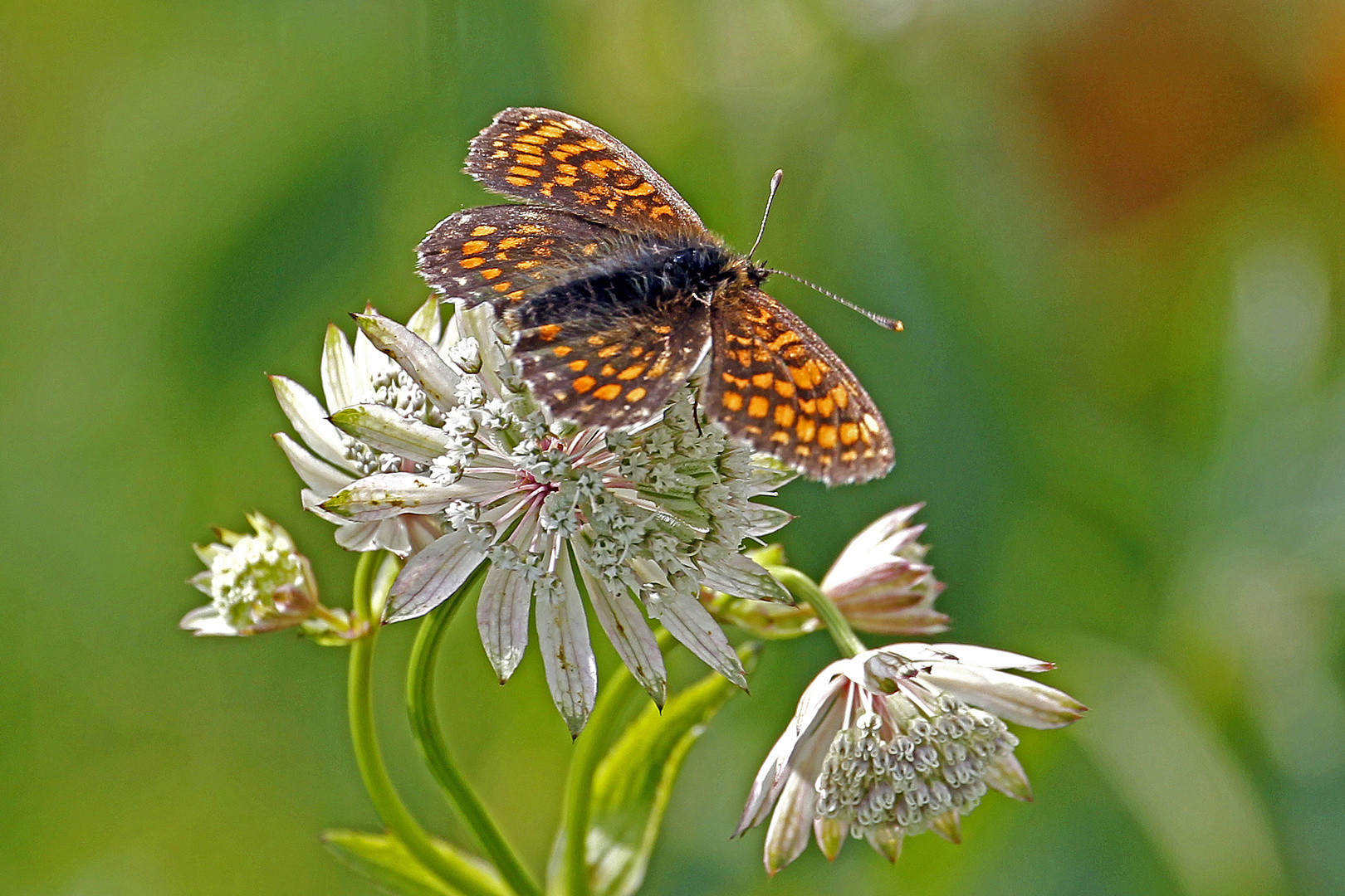 Wachtelweizen-Scheckenfalter (Melitaea athalia)