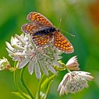 Wachtelweizen-Scheckenfalter (Melitaea athalia)