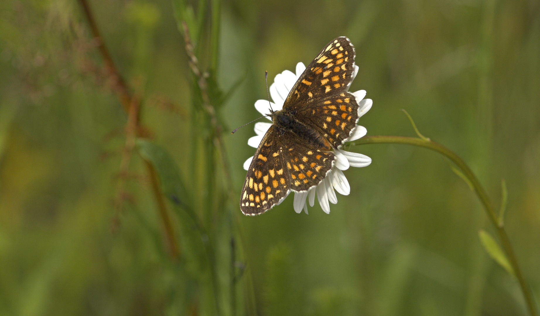 Wachtelweizen-Scheckenfalter (Melitaea athalia)