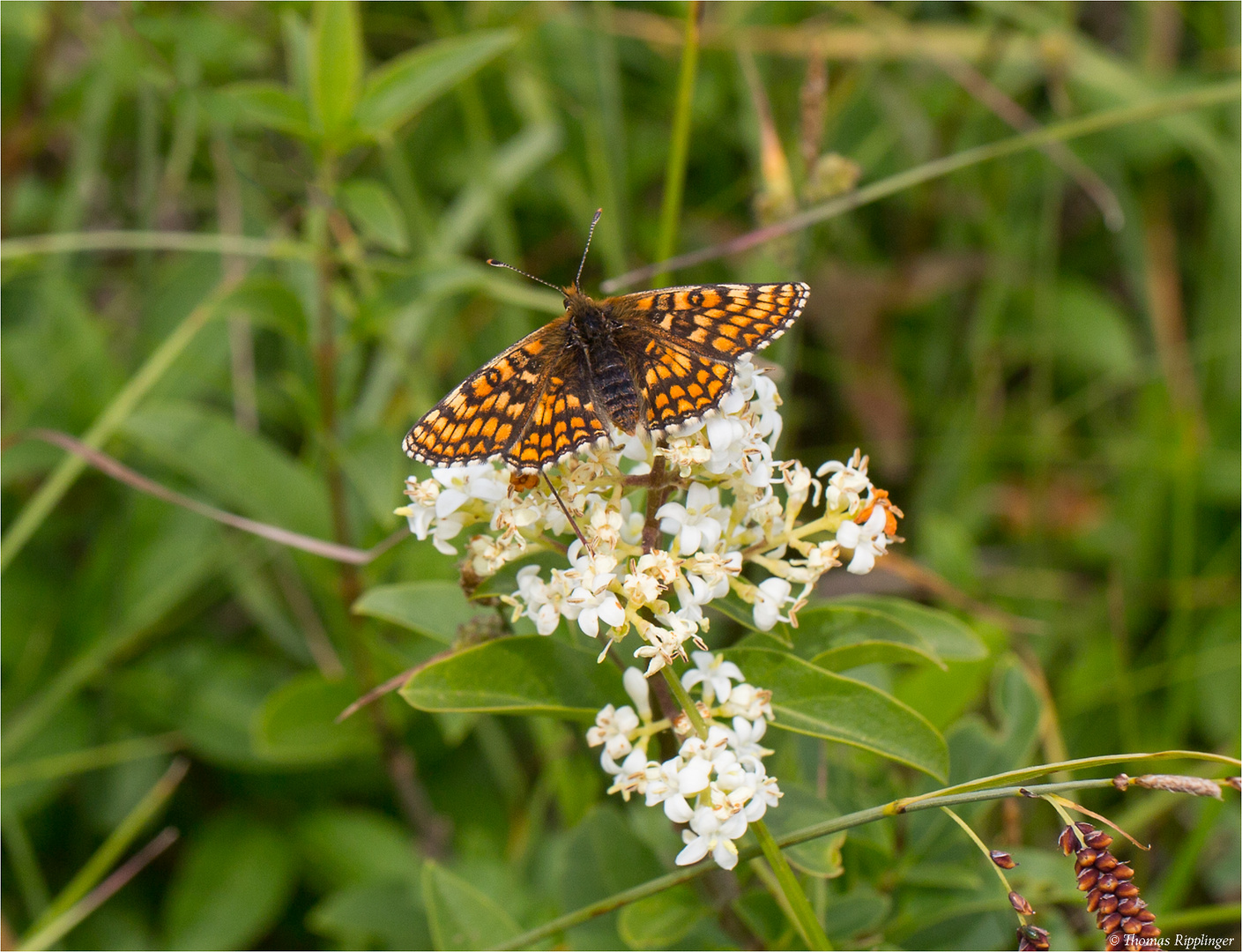 Wachtelweizen-Scheckenfalter (Melitaea athalia)