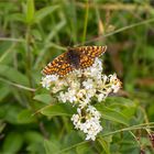 Wachtelweizen-Scheckenfalter (Melitaea athalia)